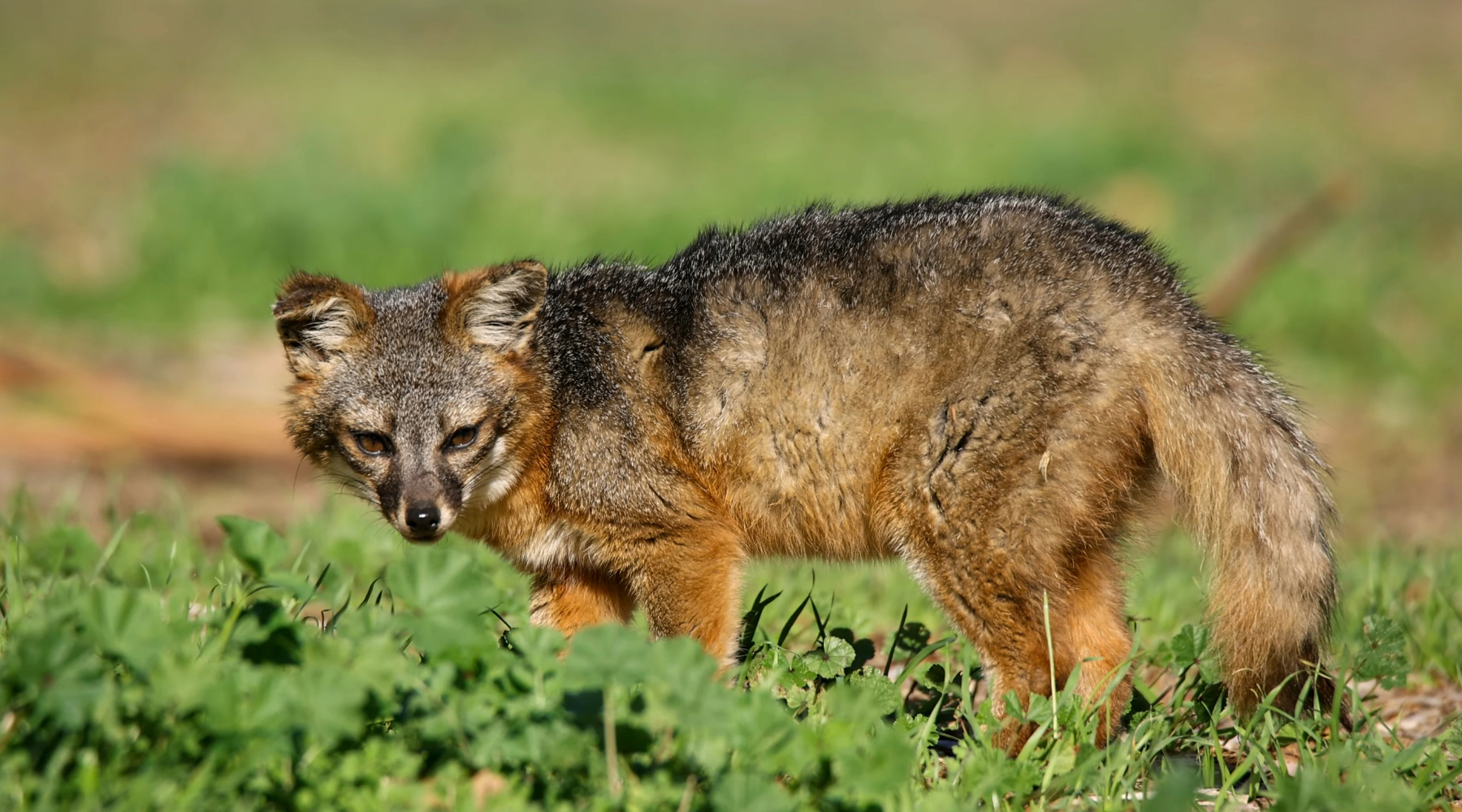 Channel Island fox standing on grassy terrain, a rare and resilient species among California native animals.