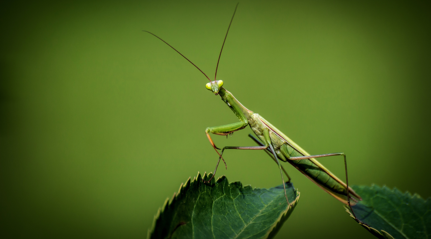  A close-up of a praying mantis perched on a green leaf, showcasing its unique features. Learn more in our article on praying mantis fun facts.