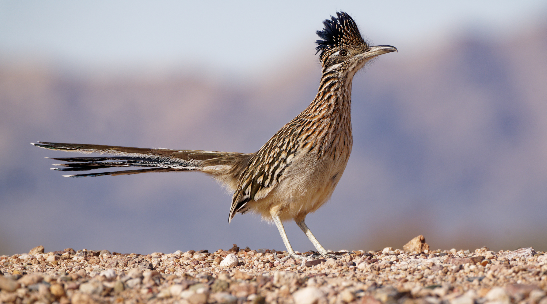  A roadrunner standing on rocky terrain in the Mojave Desert, showcasing the agility and uniqueness of Mojave Desert animals