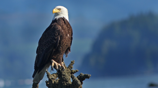 Bald eagle perched on a branch, showcasing its incredible vision, one of the top animals with the best eyesight.