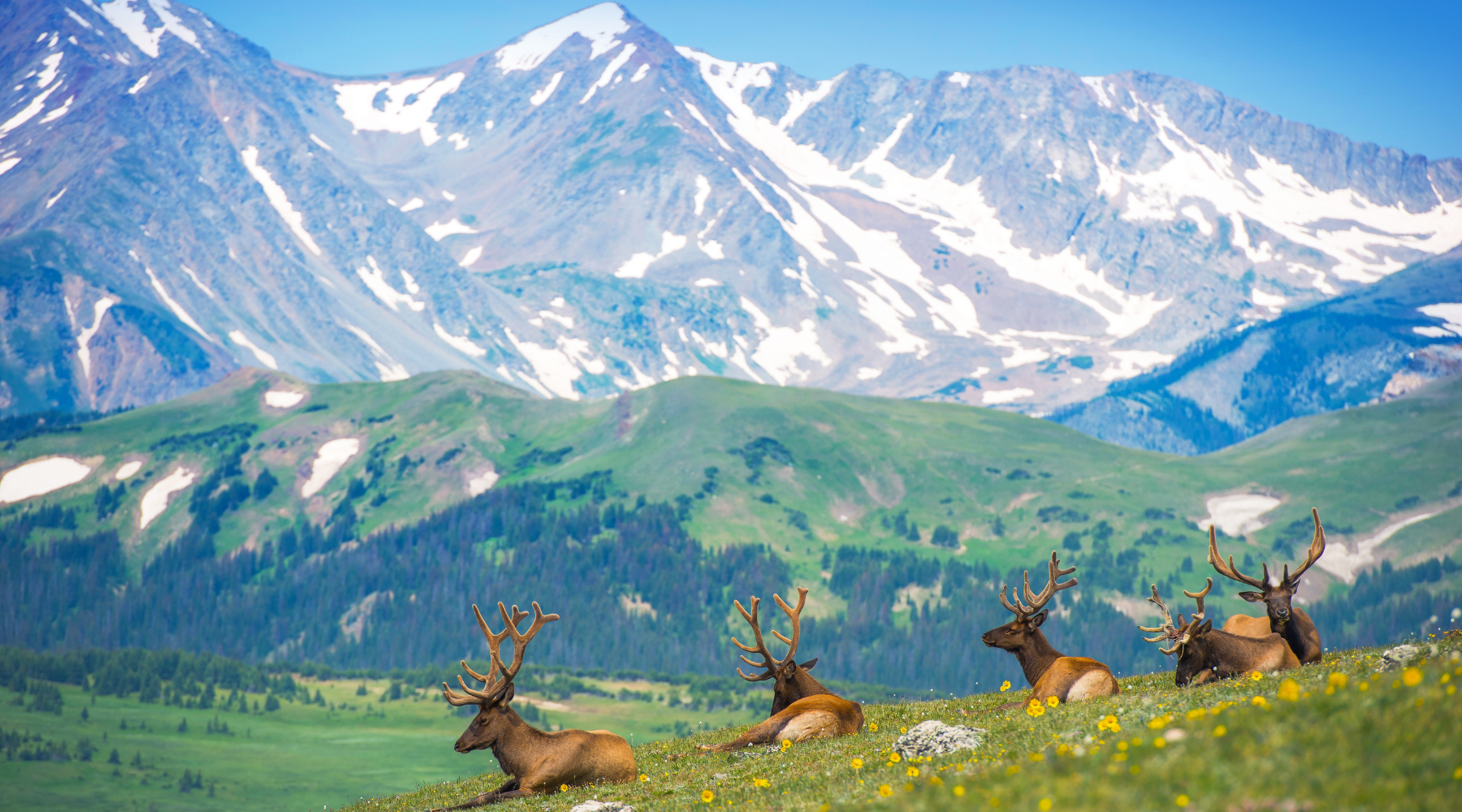 Group of elk resting in a vibrant alpine meadow with snow-capped peaks in the background, showcasing Rocky Mountain National Park wildlife