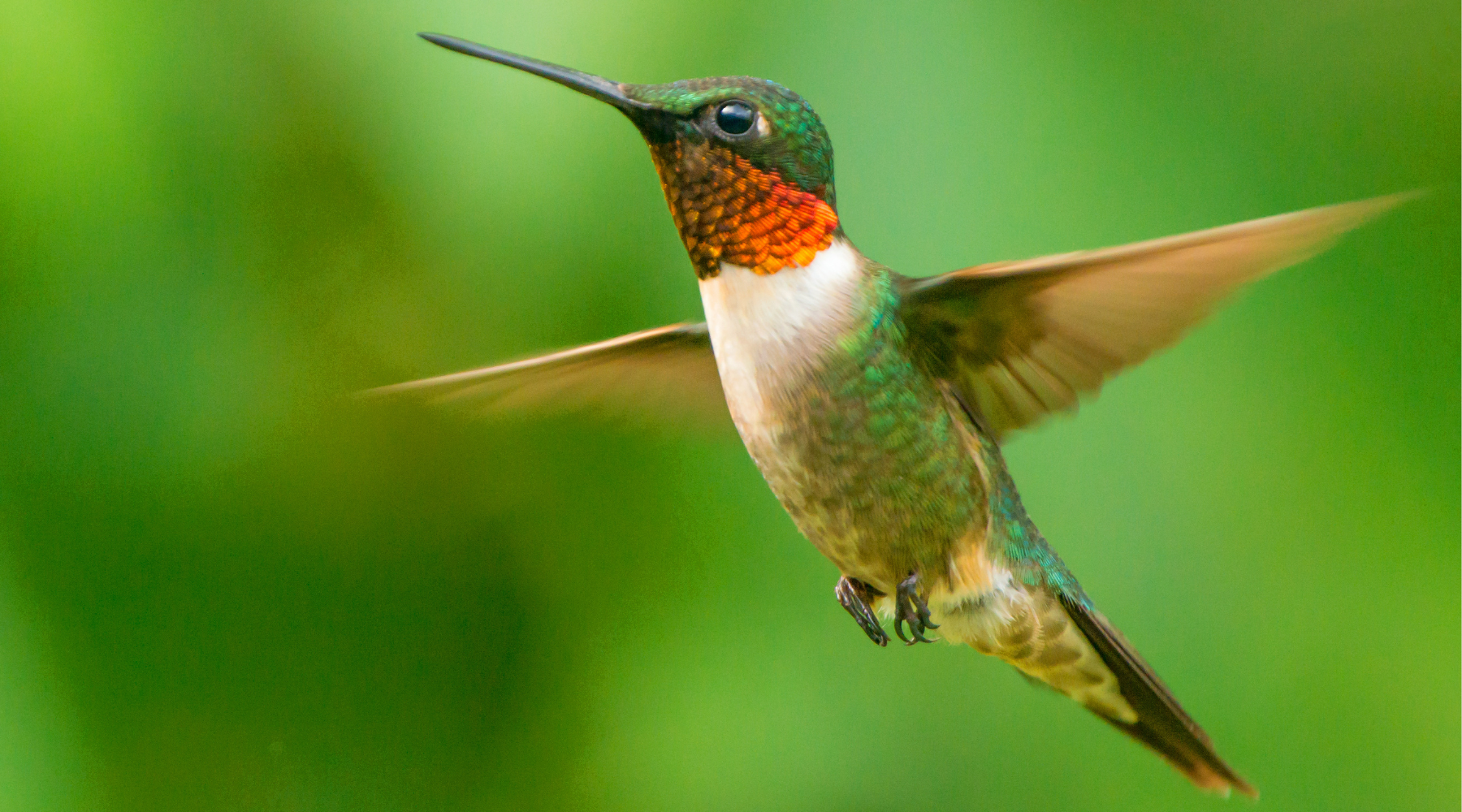 Ruby-Throated Hummingbird: Nature's Tiny Dynamo | BeCause Tees