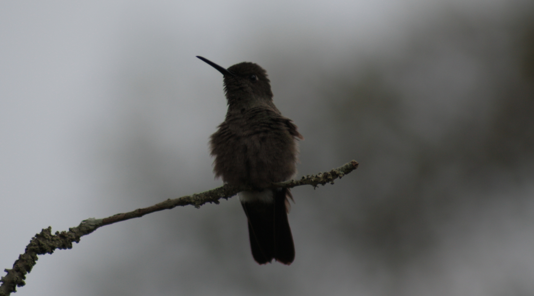 Hummingbird on a branch at night