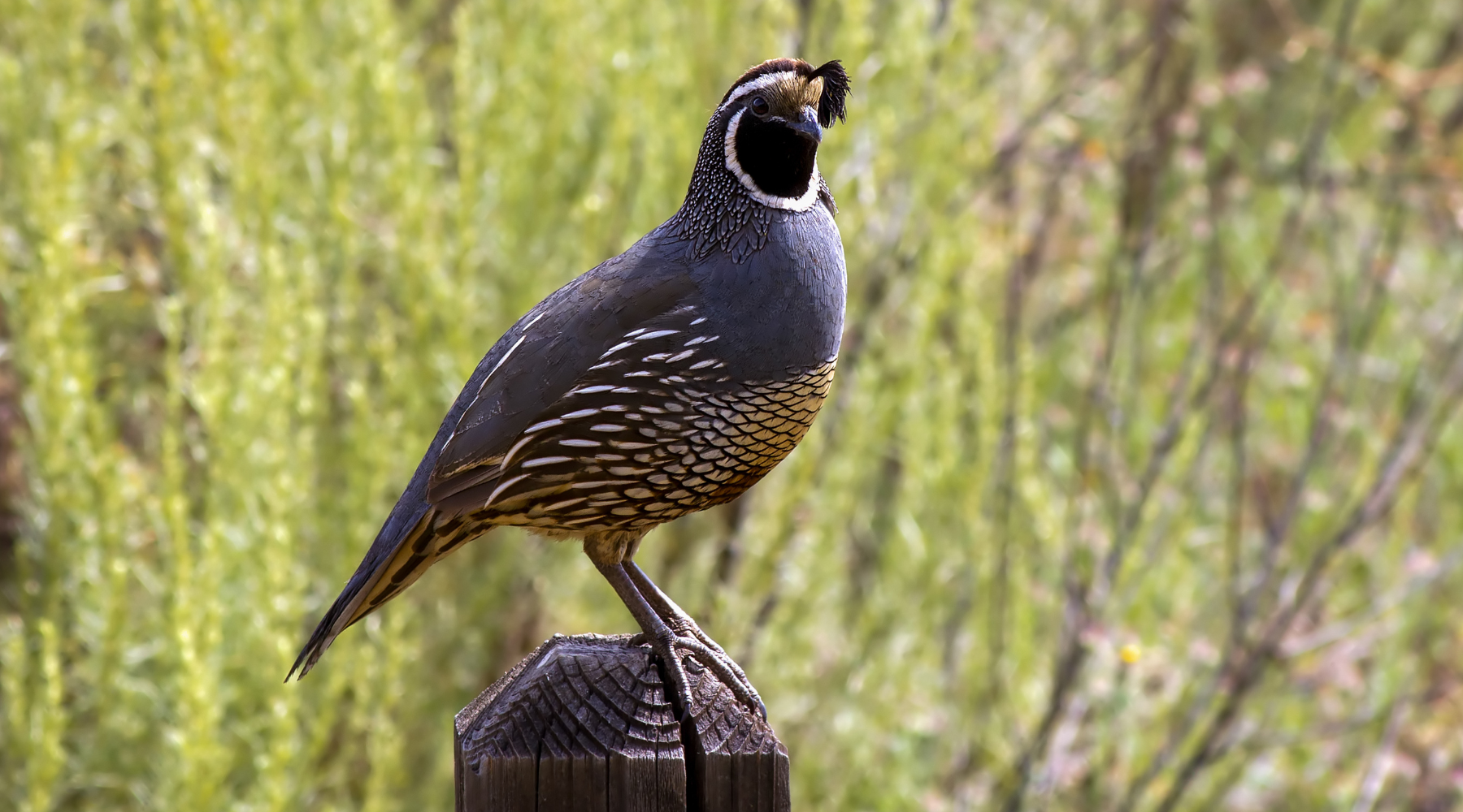 California native bird, California Quail, perched on a wooden post with greenery in the background.