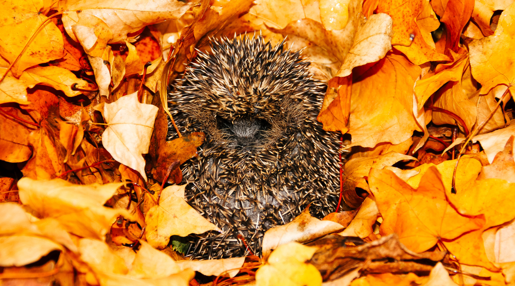 Hedgehog in fall leaves