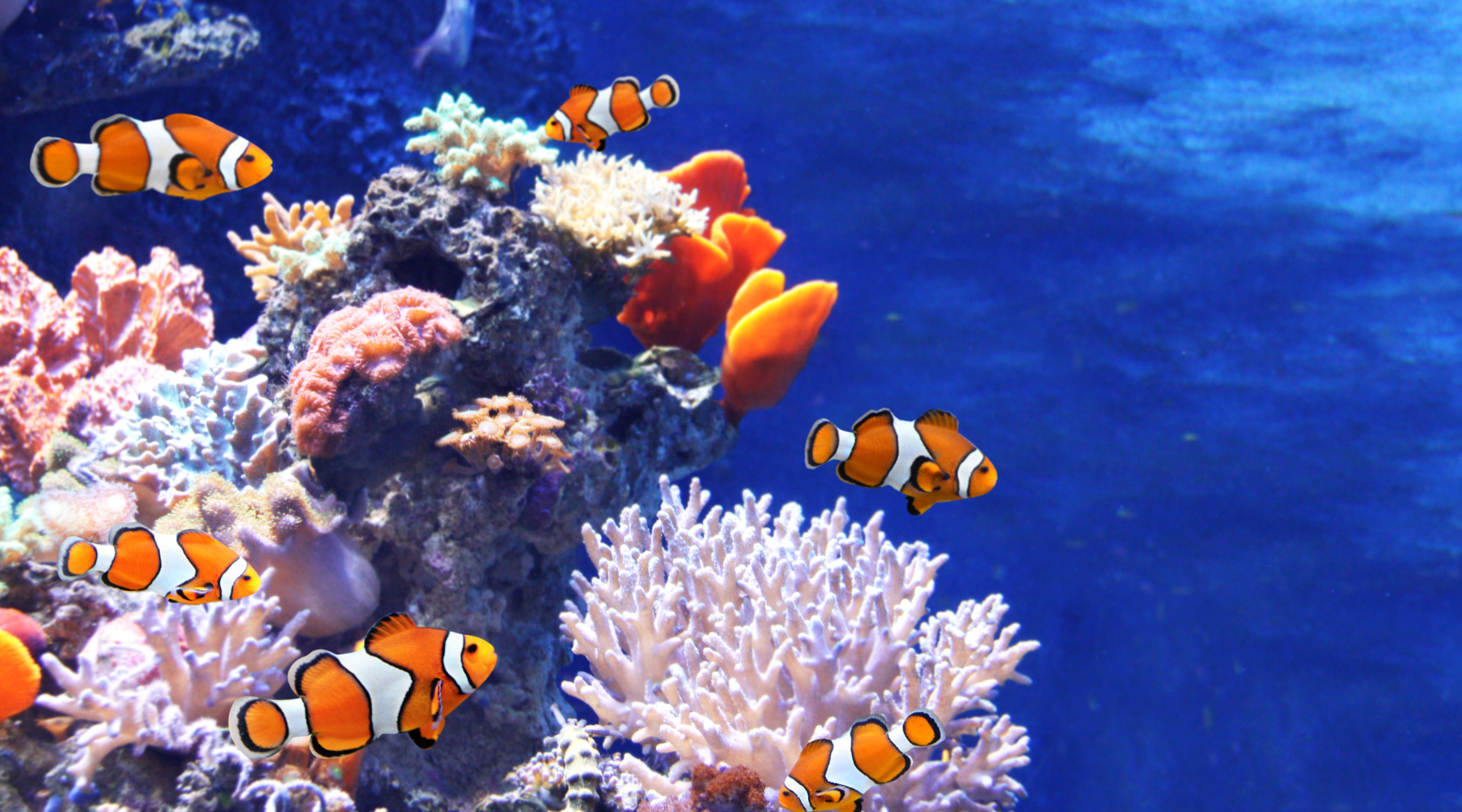 Coral reef with fish