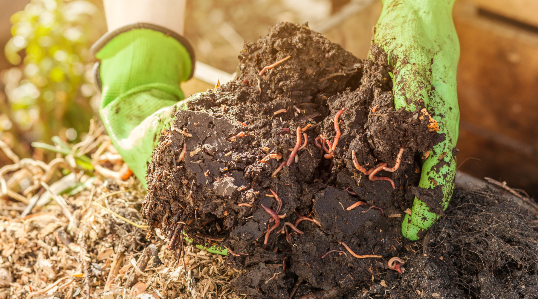 Gloved hands holding soil filled with red wigglers, illustrating how to start a worm compost for sustainable gardening