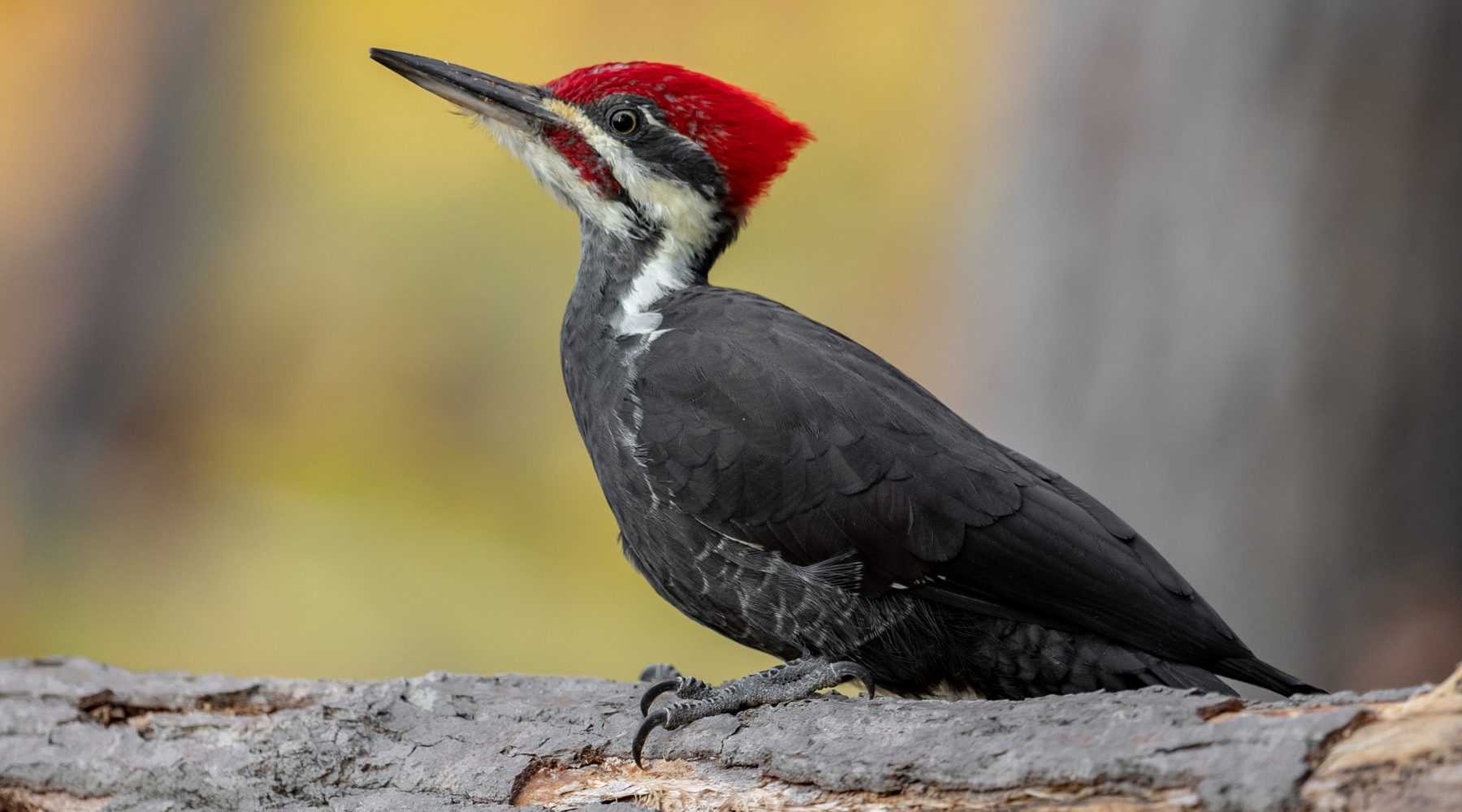 Pileated woodpecker perched on a tree trunk, showcasing its striking red crest and black-and-white plumage, perfect for learning fun facts about this iconic bird