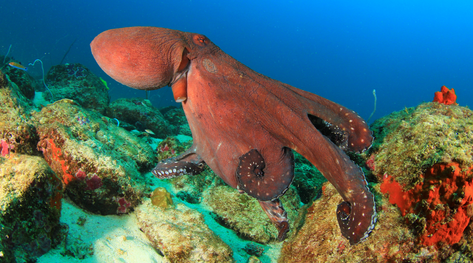 Octopus in the ocean