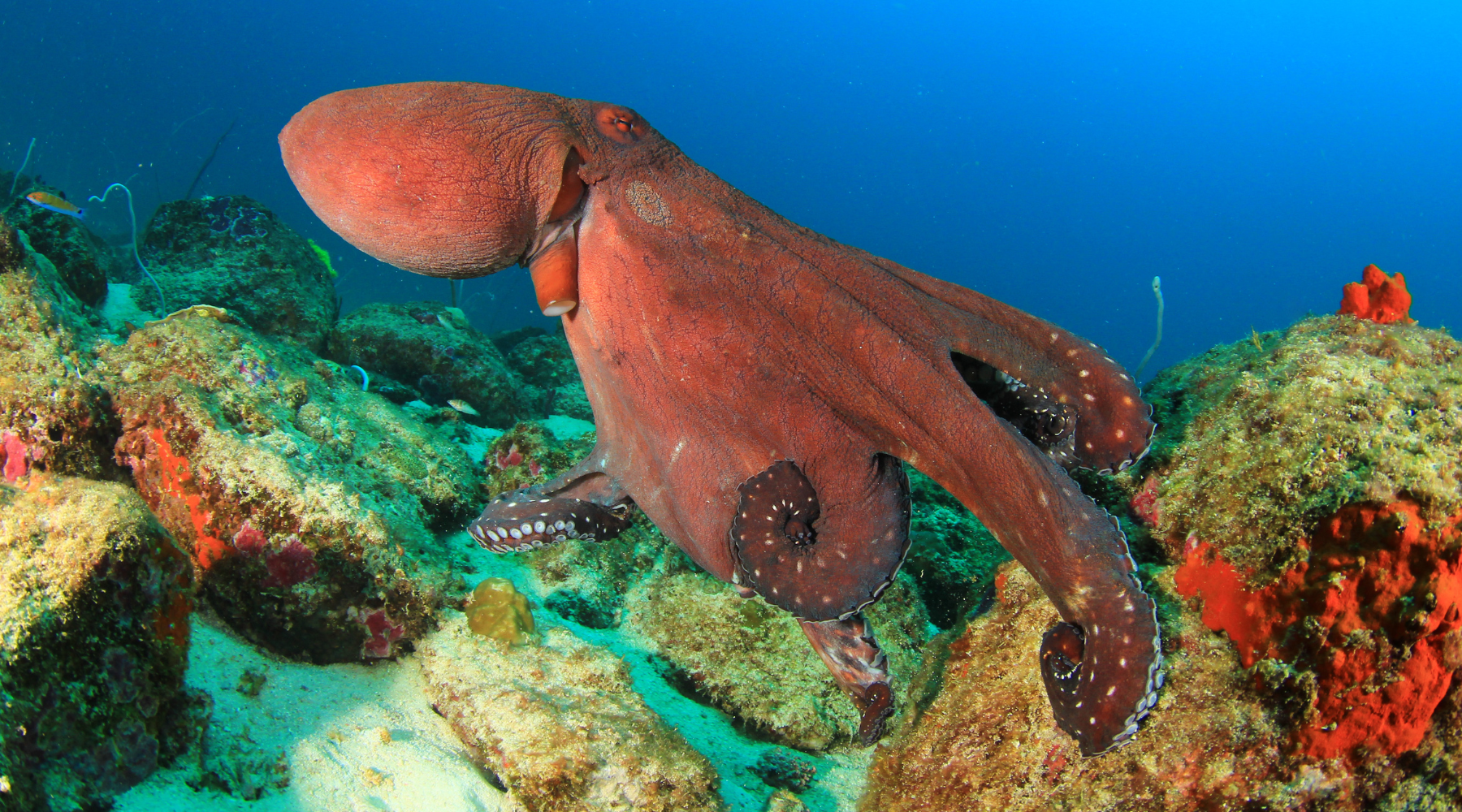 Octopus in the ocean