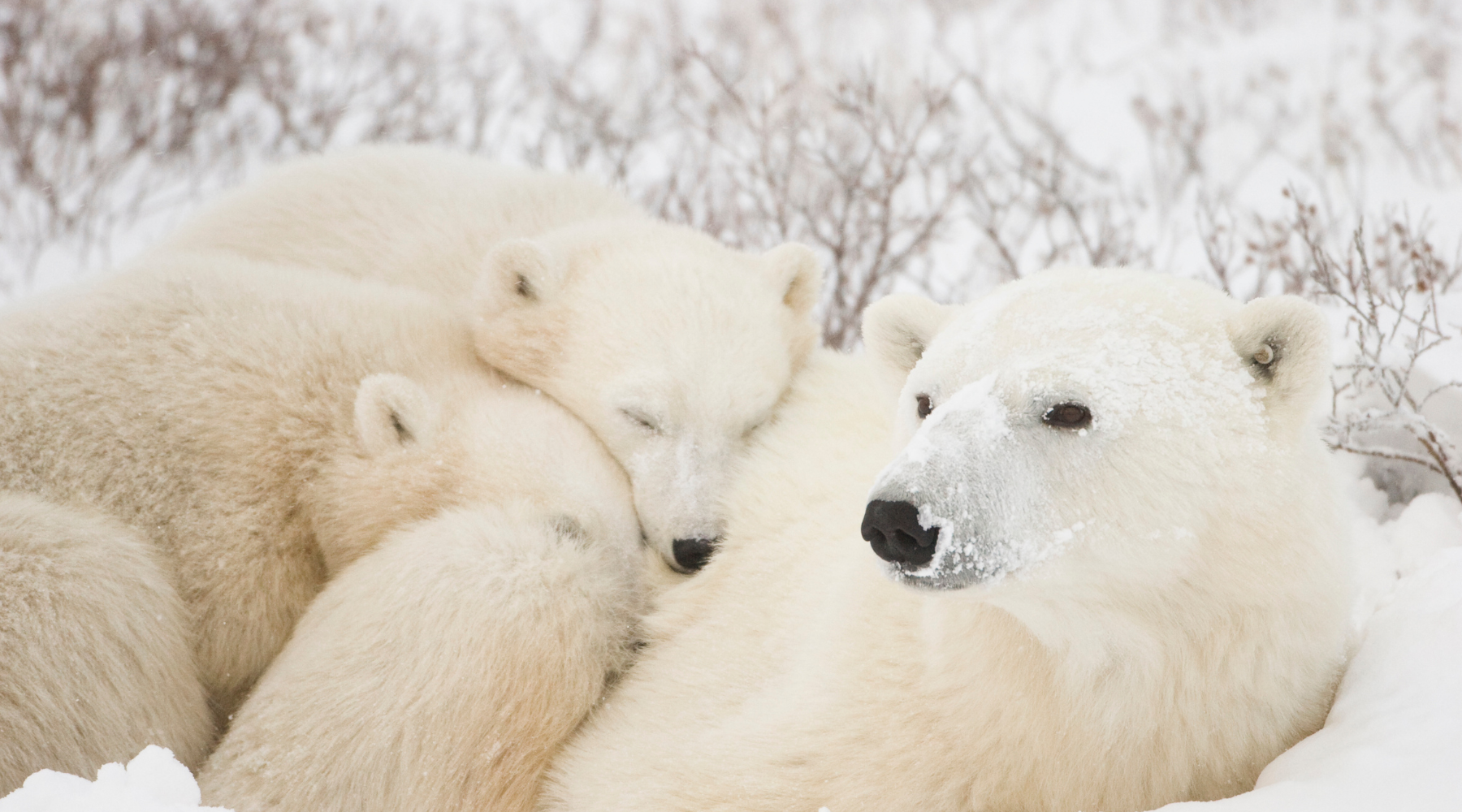 Polar bears in the snow