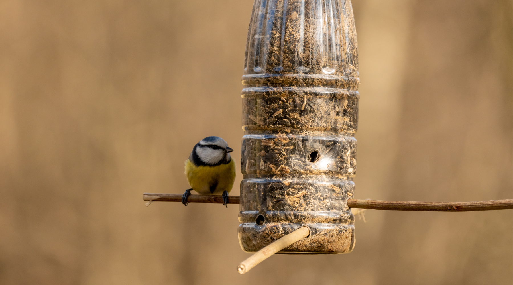  A small bird perched on a DIY bird feeder made from a repurposed plastic bottle. Learn how to make a bird feeder out of a plastic bottle with this easy project.