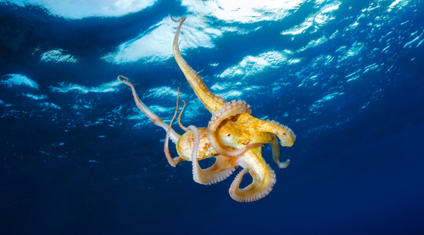 Octopus in the ocean