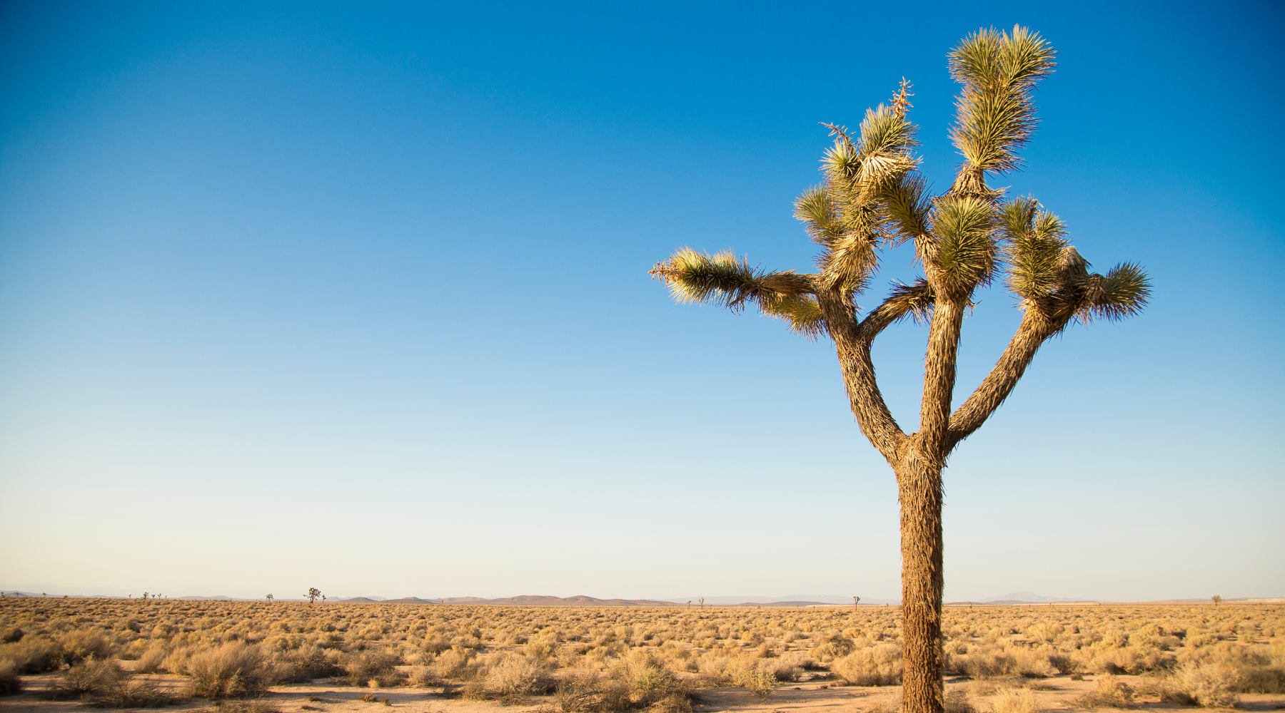 What Is a Joshua Tree? | BeCause Tees