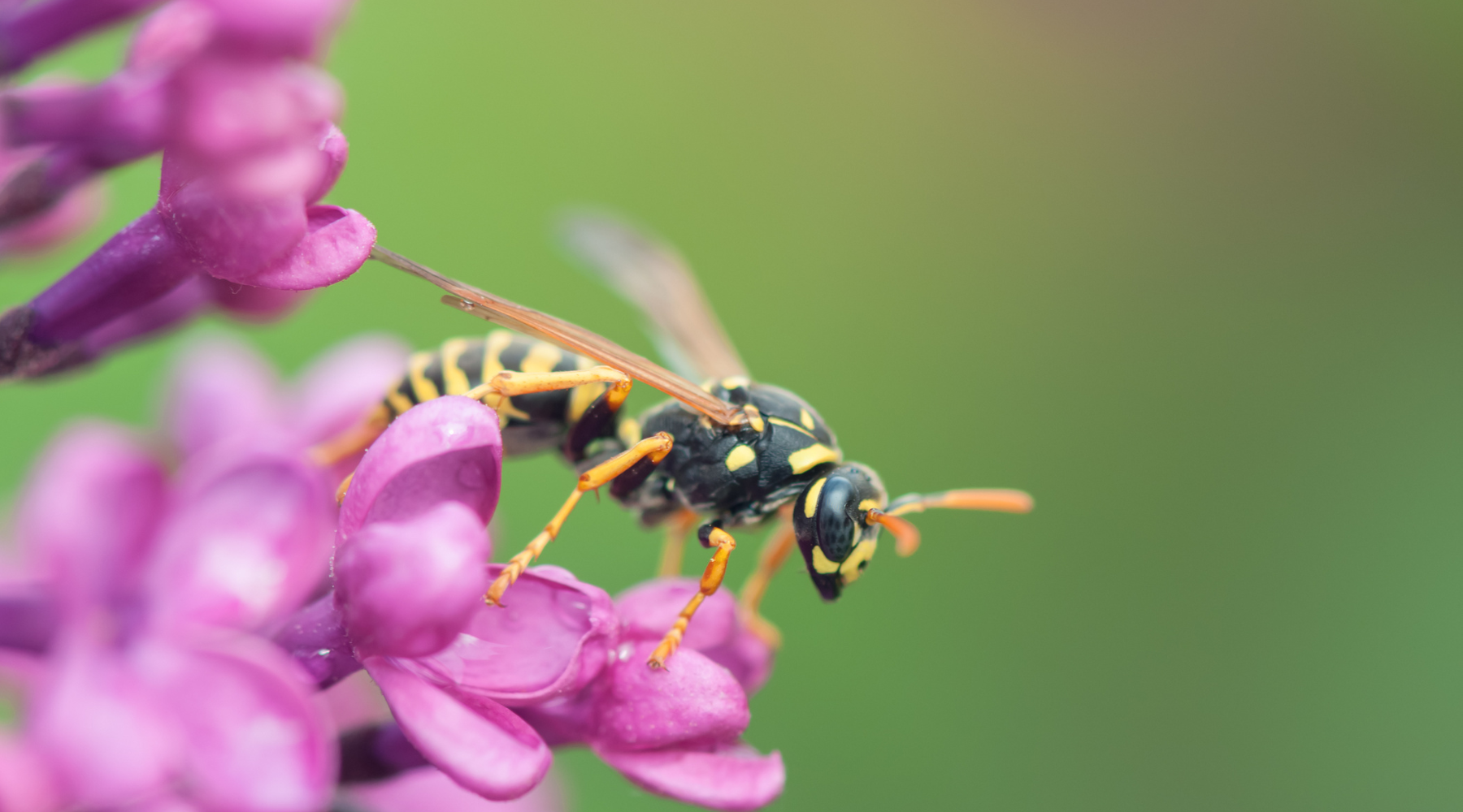 Do Wasps Pollinate? | BeCause Tees