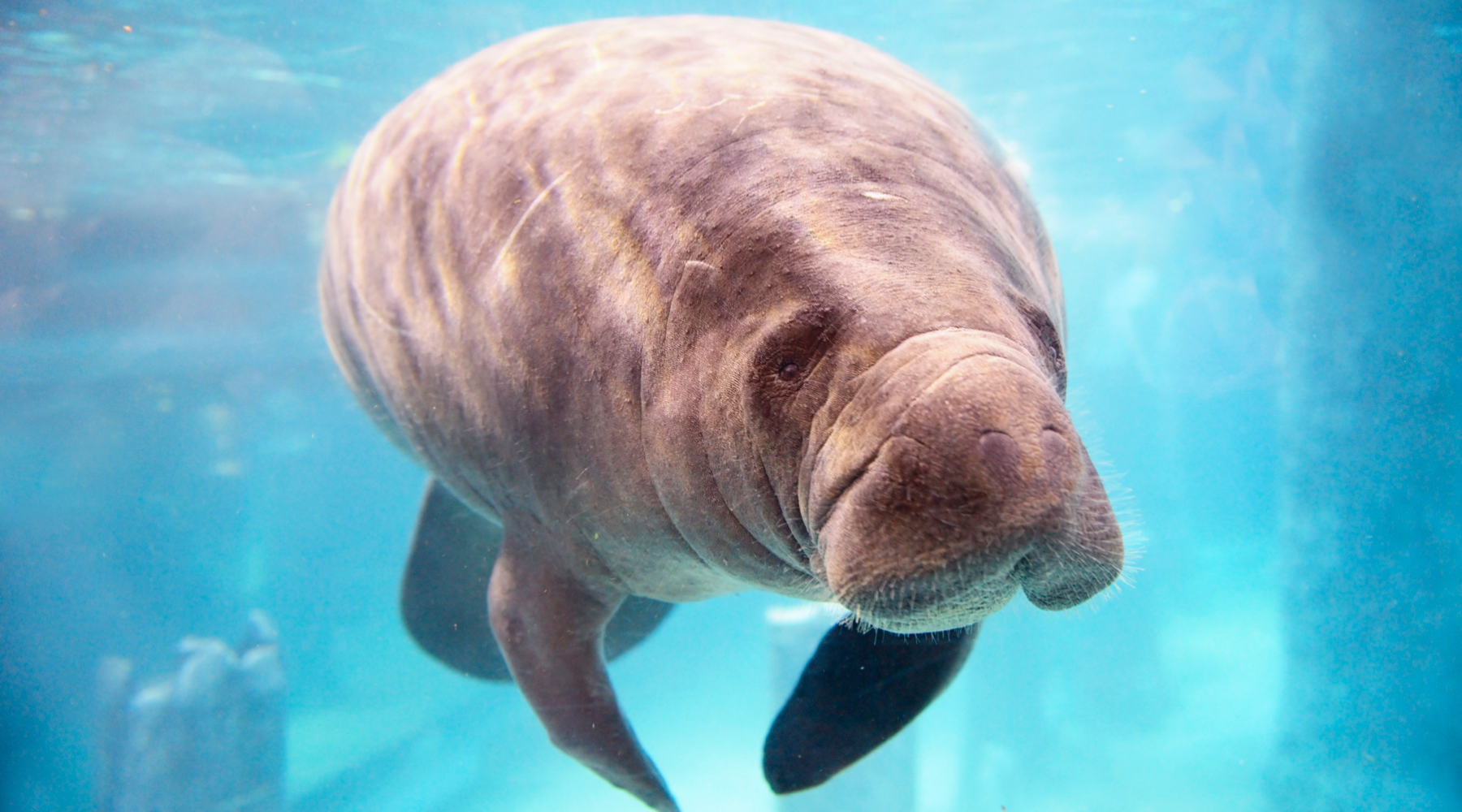 Top 6 Dangers That Manatees in Florida Face | BeCause Tees