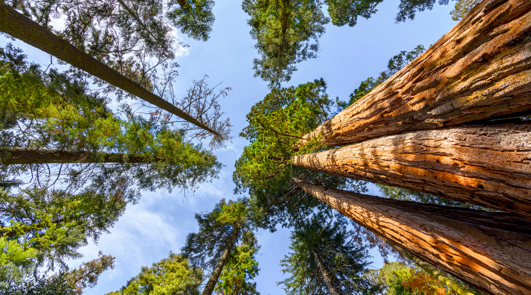 Northern California Types of Trees | BeCause Tees