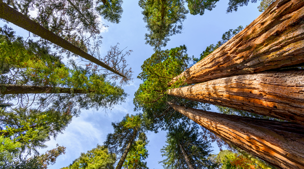 Norcal Trees Northern California Types of Trees | BeCause Tees - Because Tees