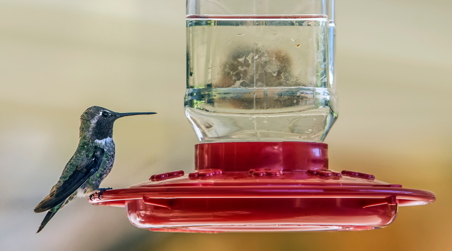 Hummingbird bird nectar feeder
