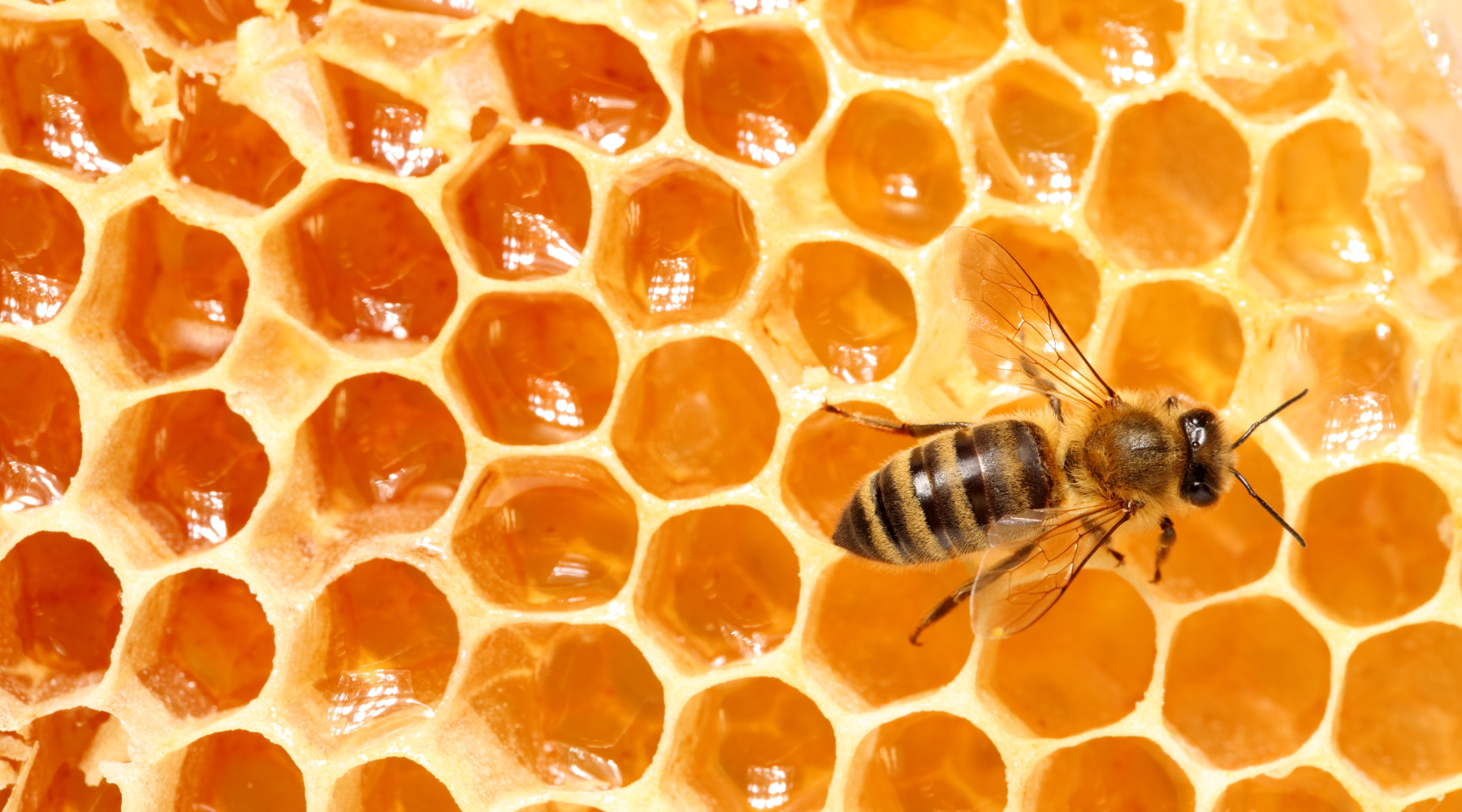 Why Do Bees Make Honey and Beeswax? | BeCause Tees