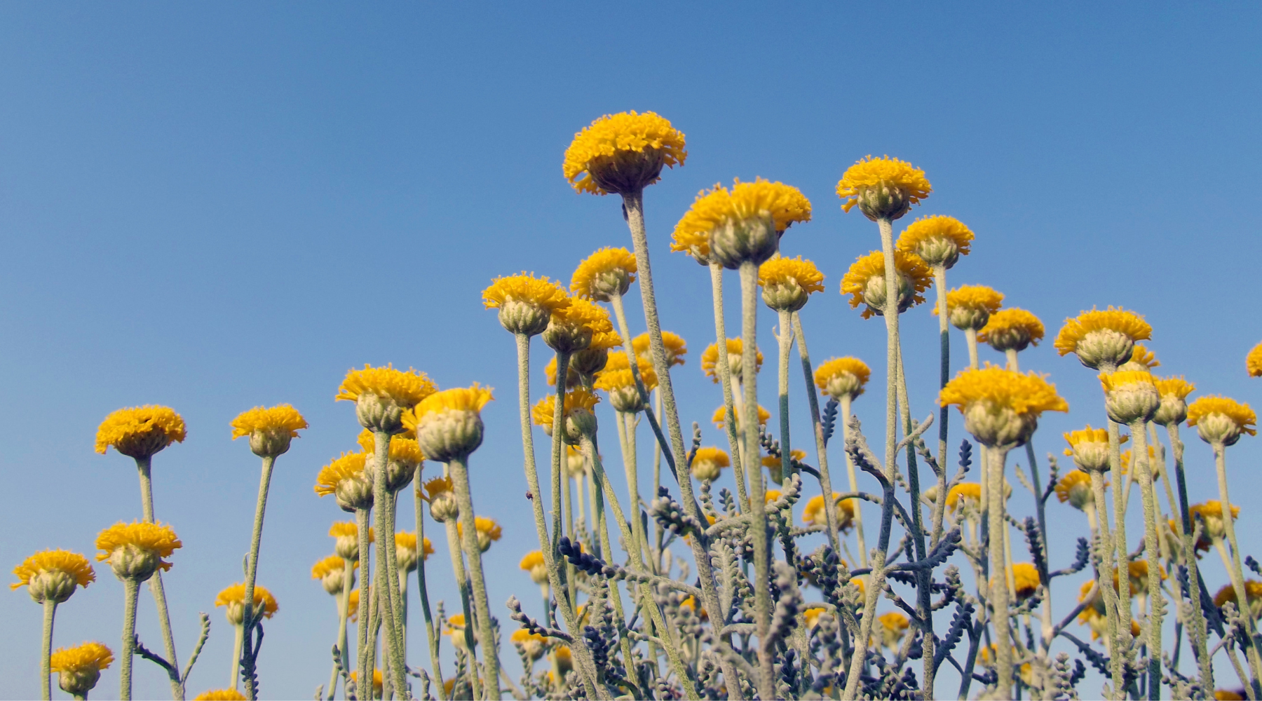 5 Must-Grow Drought Tolerant Flowers | BeCause Tees