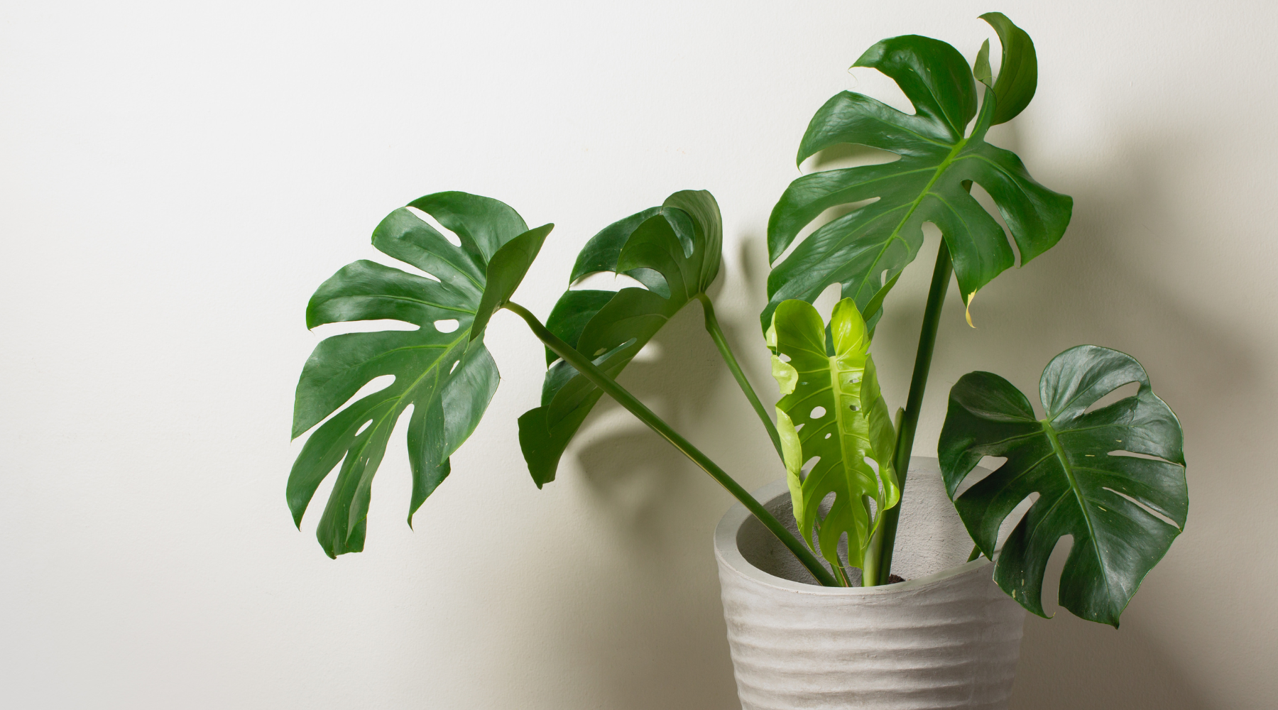 How to care for a monstera plant