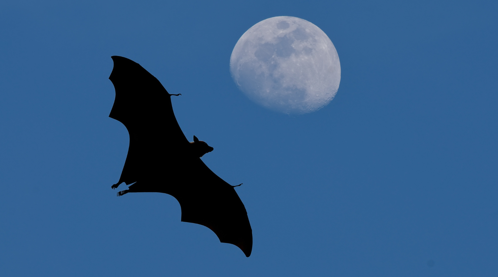 Bat pollination, bat flying beneath the full moon at night