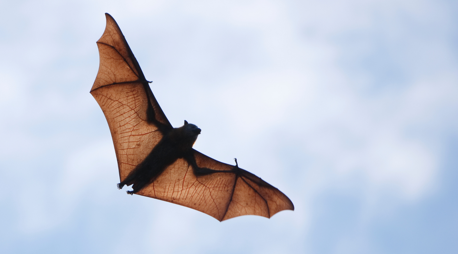 Bat flying