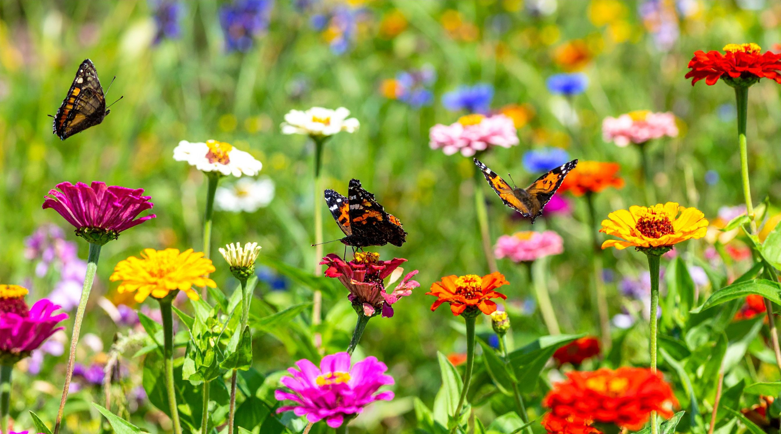 Three butterflies landing on a vibrant array of colored flowers in a butterfly friendly garden