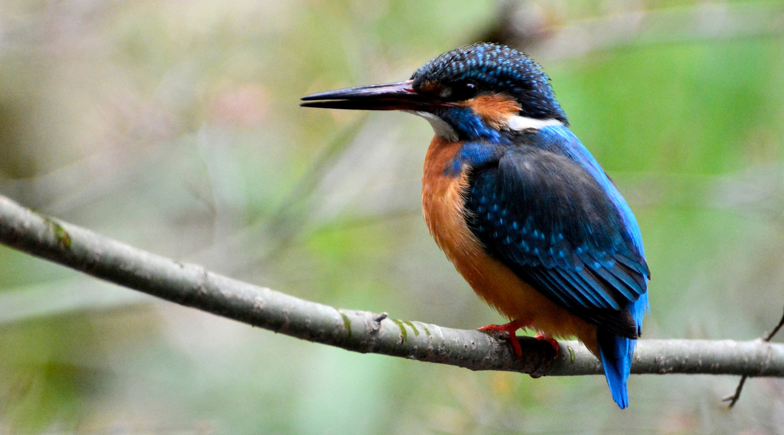 Kingfisher Fun Facts: colorful blue and orange kingfisher perched on a tree branch near a river, showcasing its vibrant feathers and long pointed bill