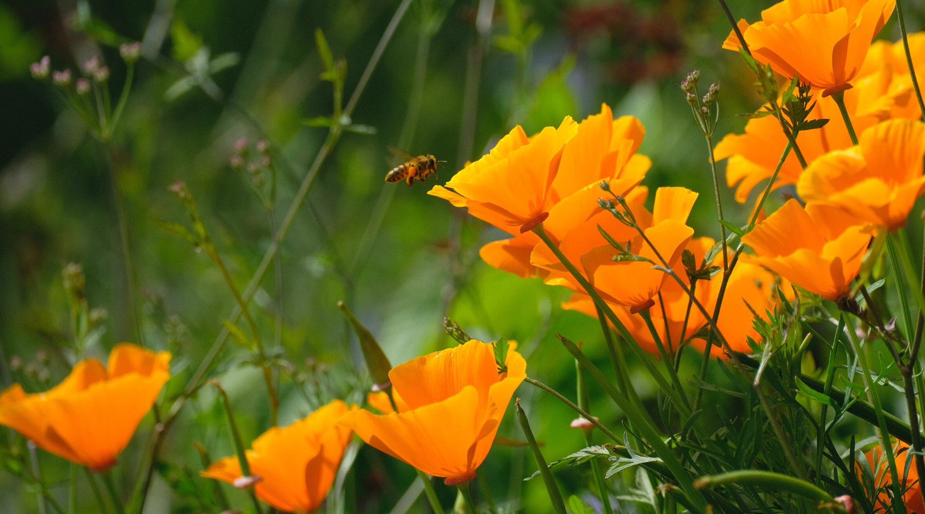 10 Important California Native Plants | BeCause Tees