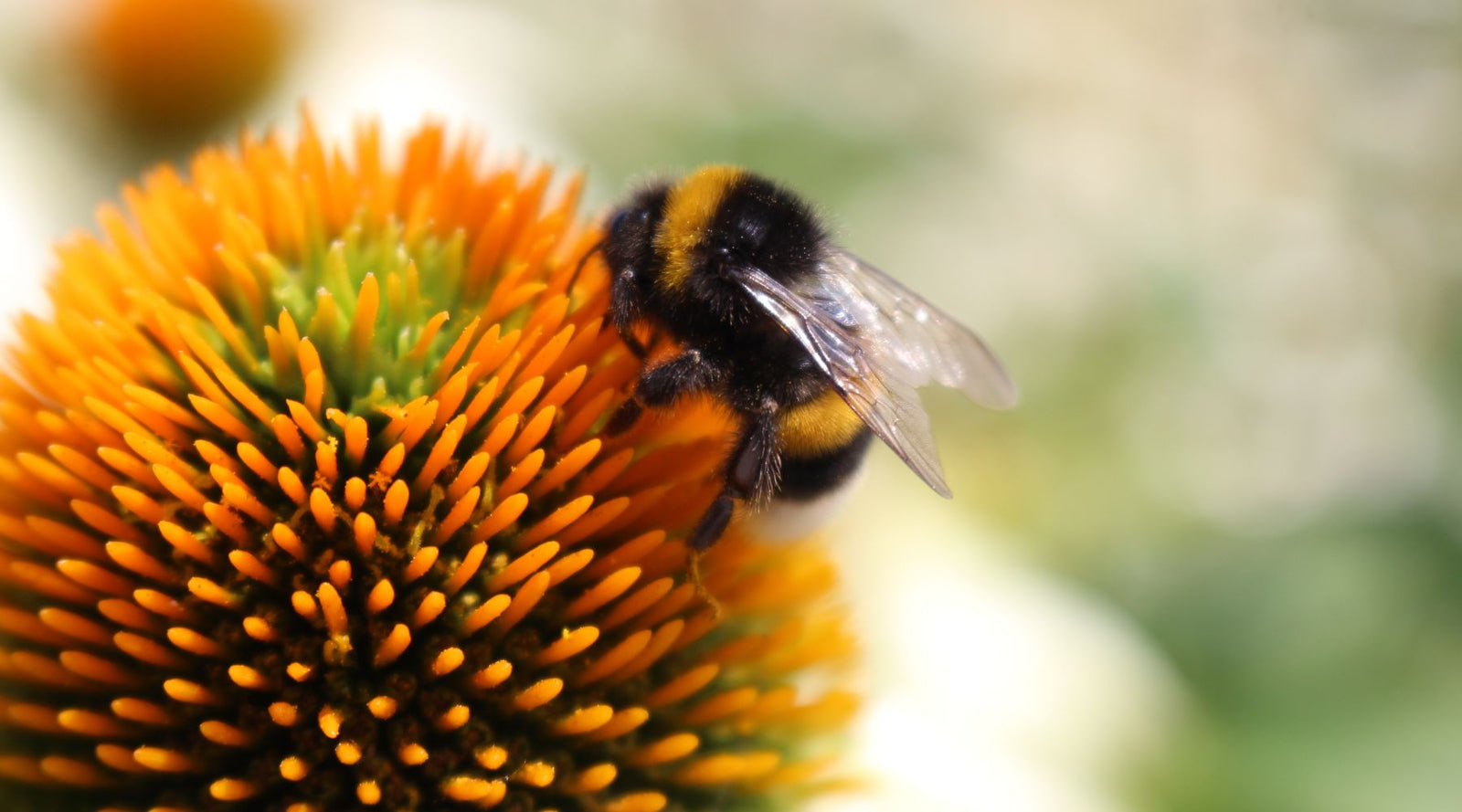 5 Types of Bees and How They Differ