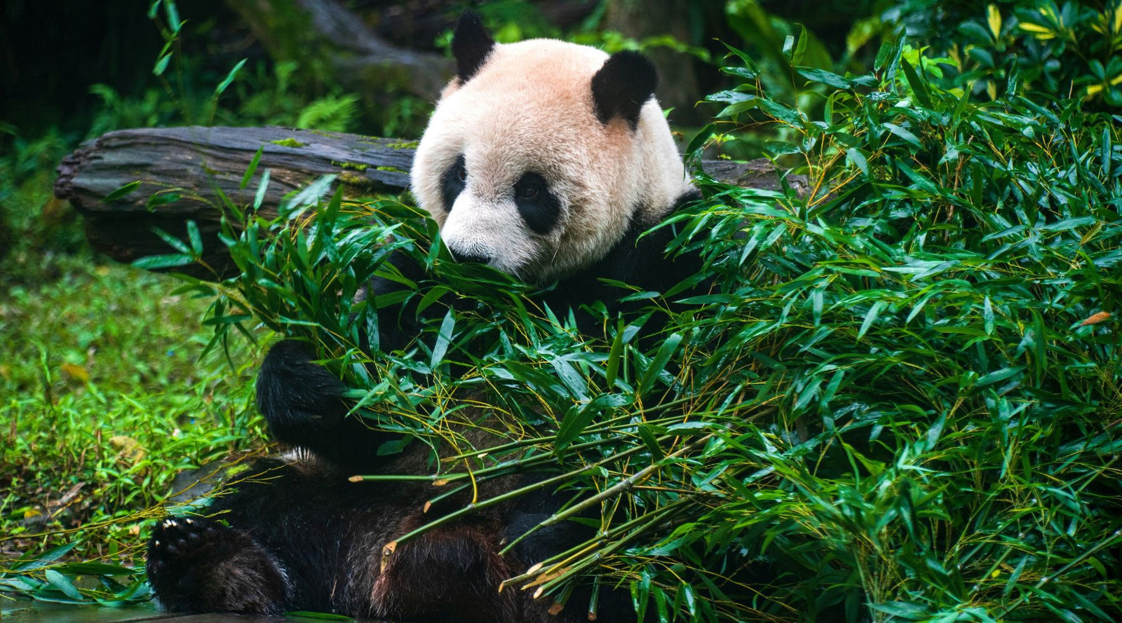 Panda eating bamboo