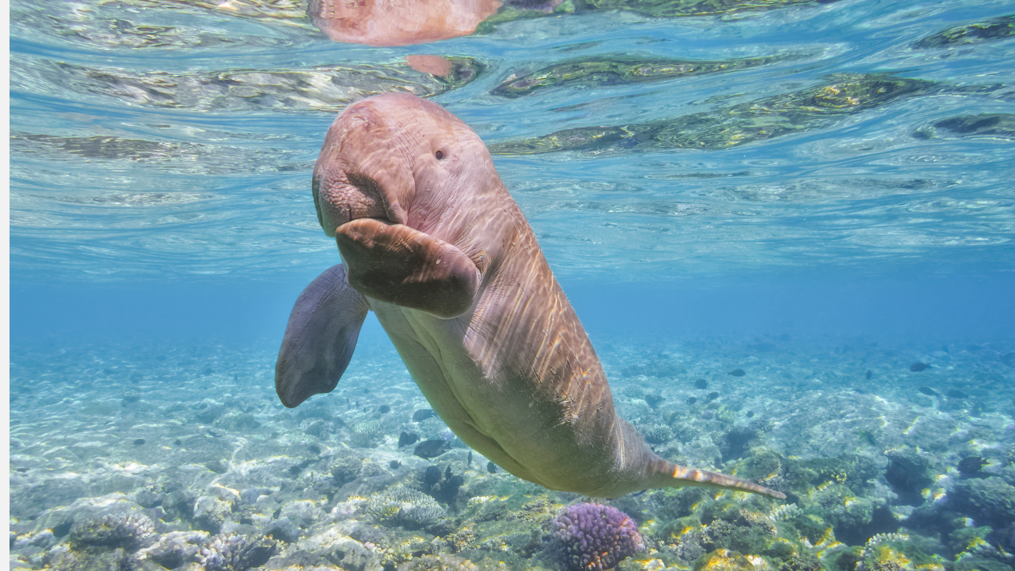 Dugong swimming in the ocean