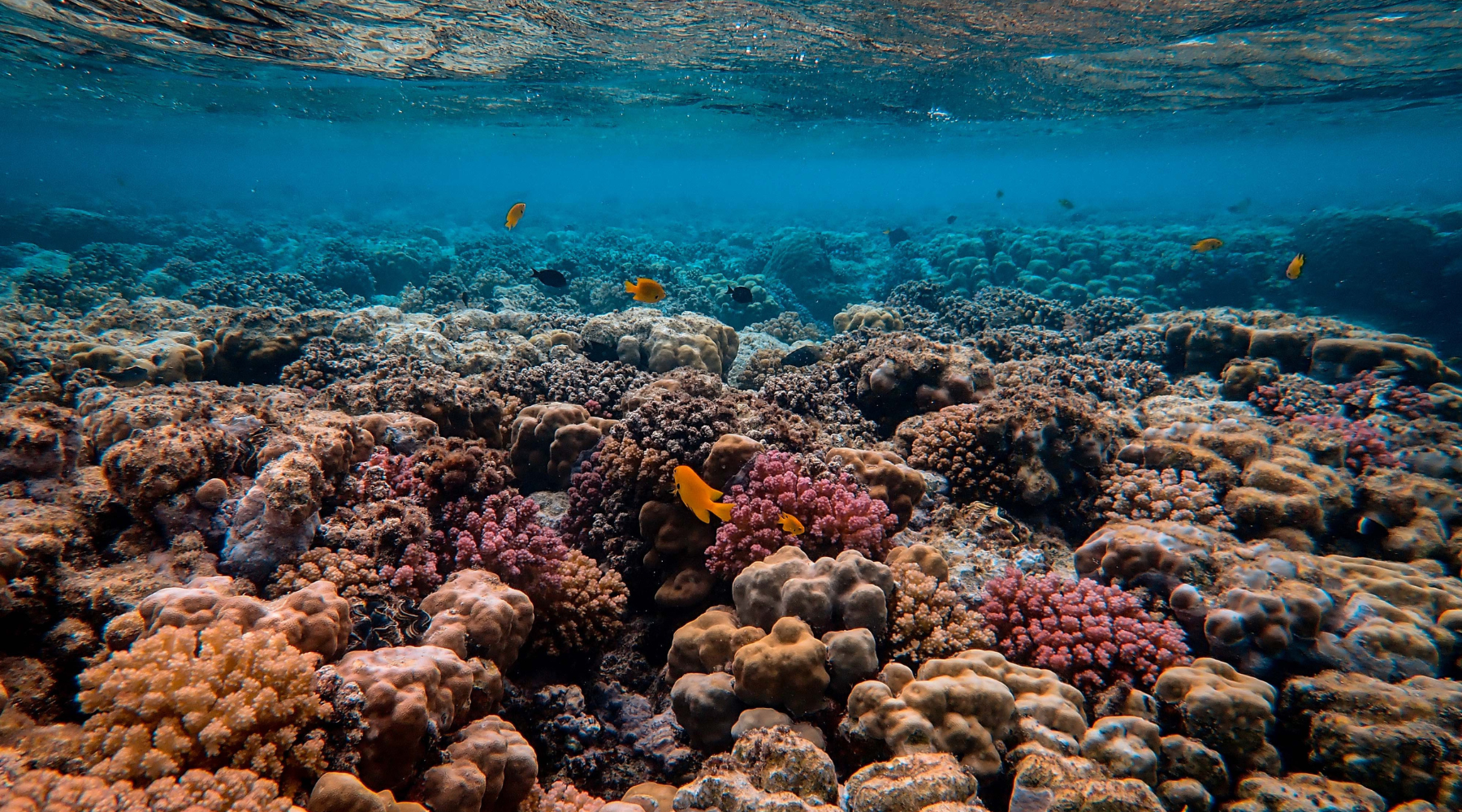 The Importance Of Coral Reefs | BeCause Tees