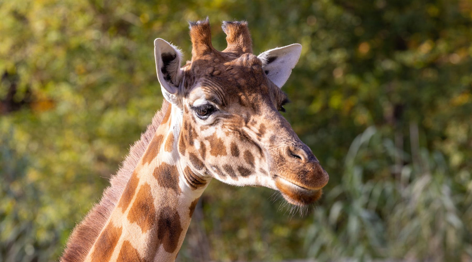 Kordofan Giraffe - endangered animal
