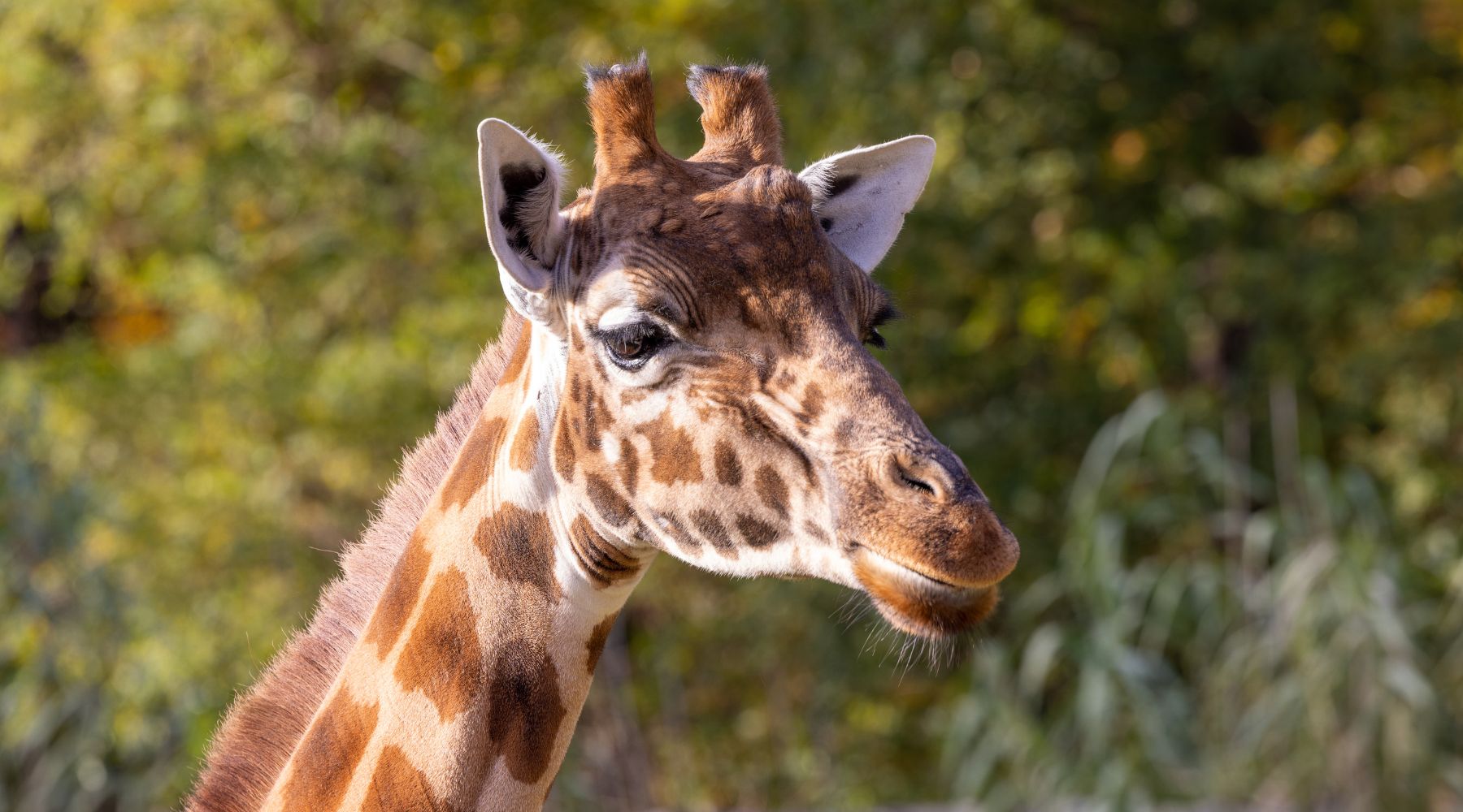 Kordofan Giraffe - endangered animal