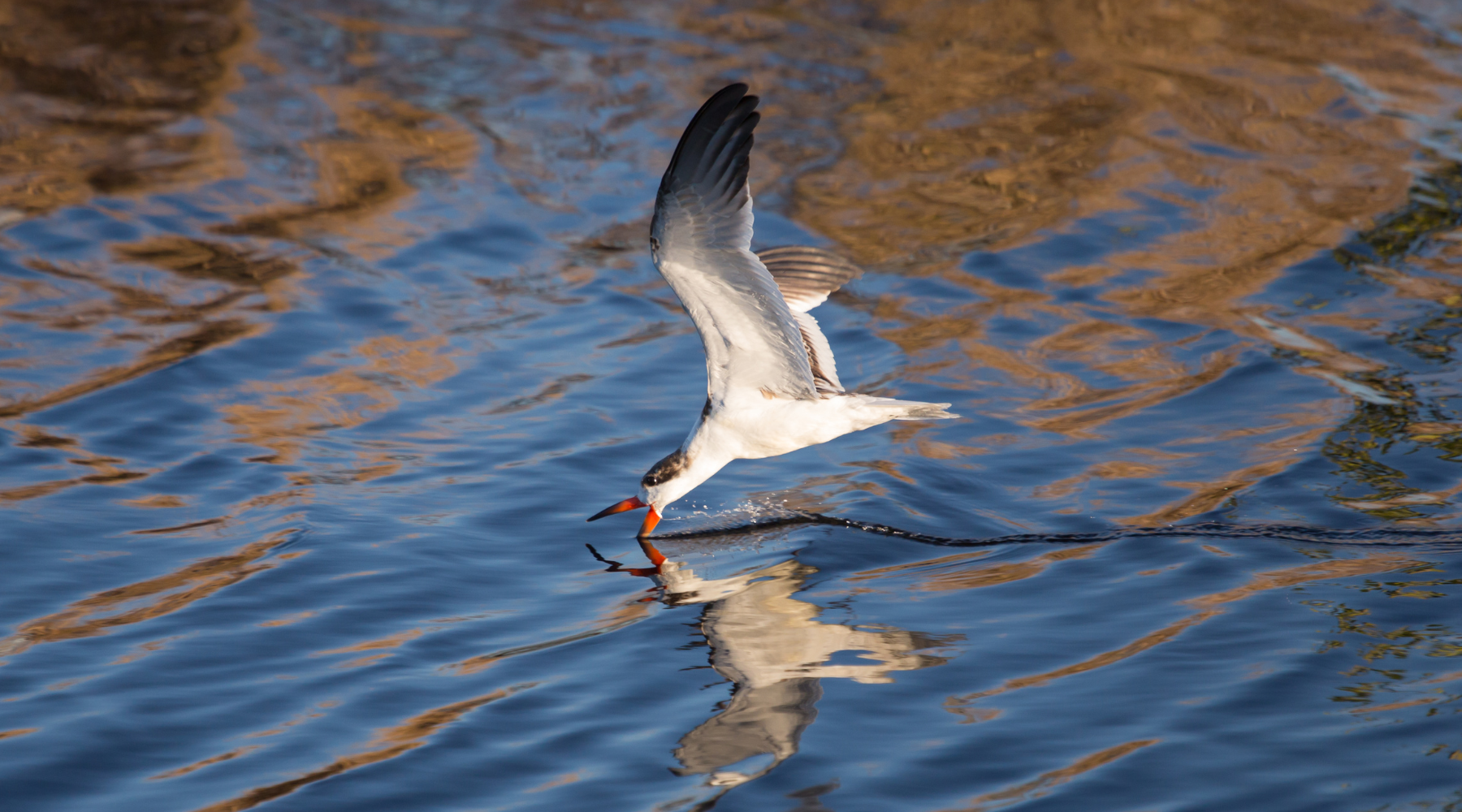 Black skimmer gracefully skimming water for food, highlighting the unique behavior of Florida sea birds.