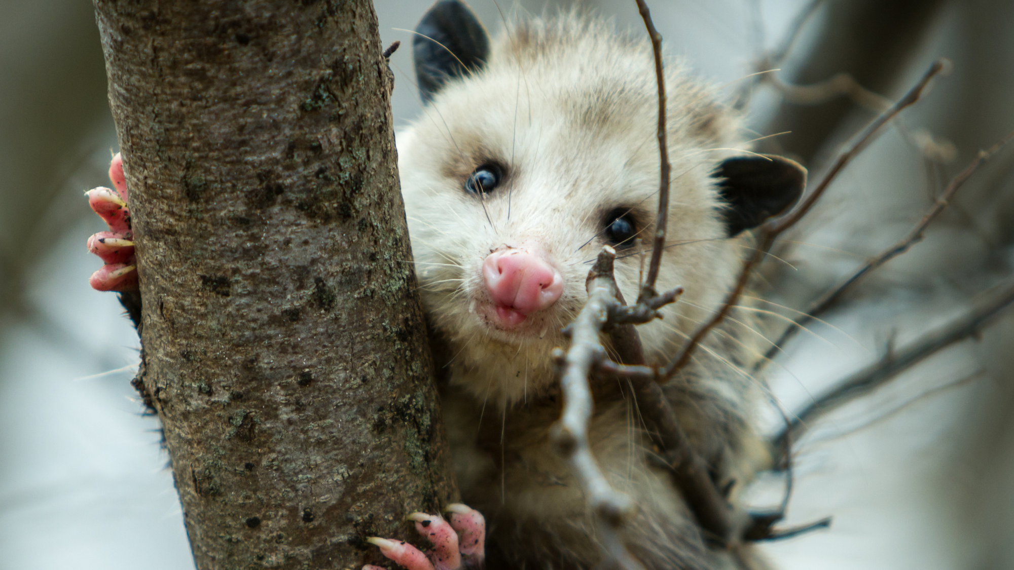 A gentle opossum clinging to a tree, looking into the camera with curiosity, debunking myths about opossums being dangerous.