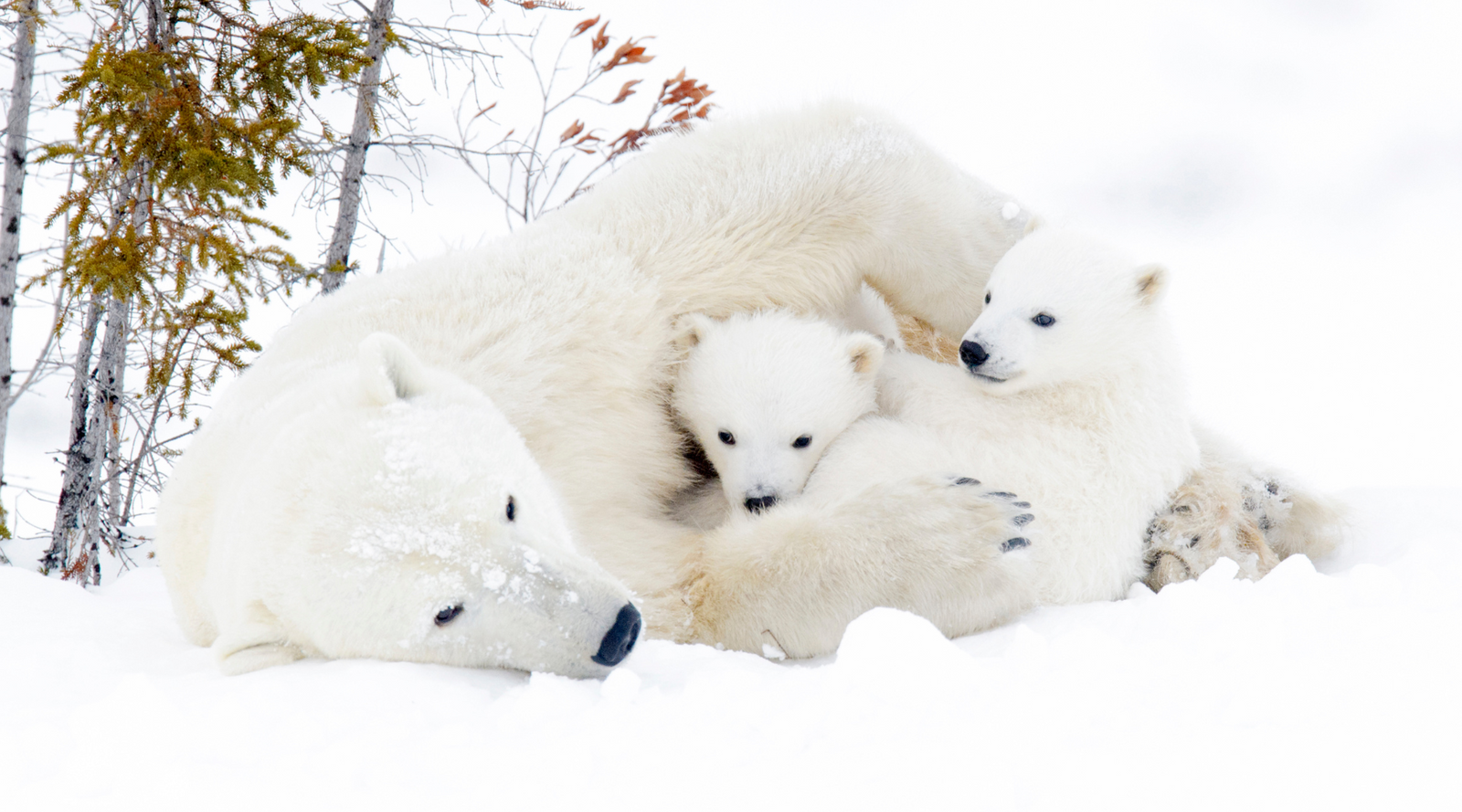 Polar bear with cubs on the snow