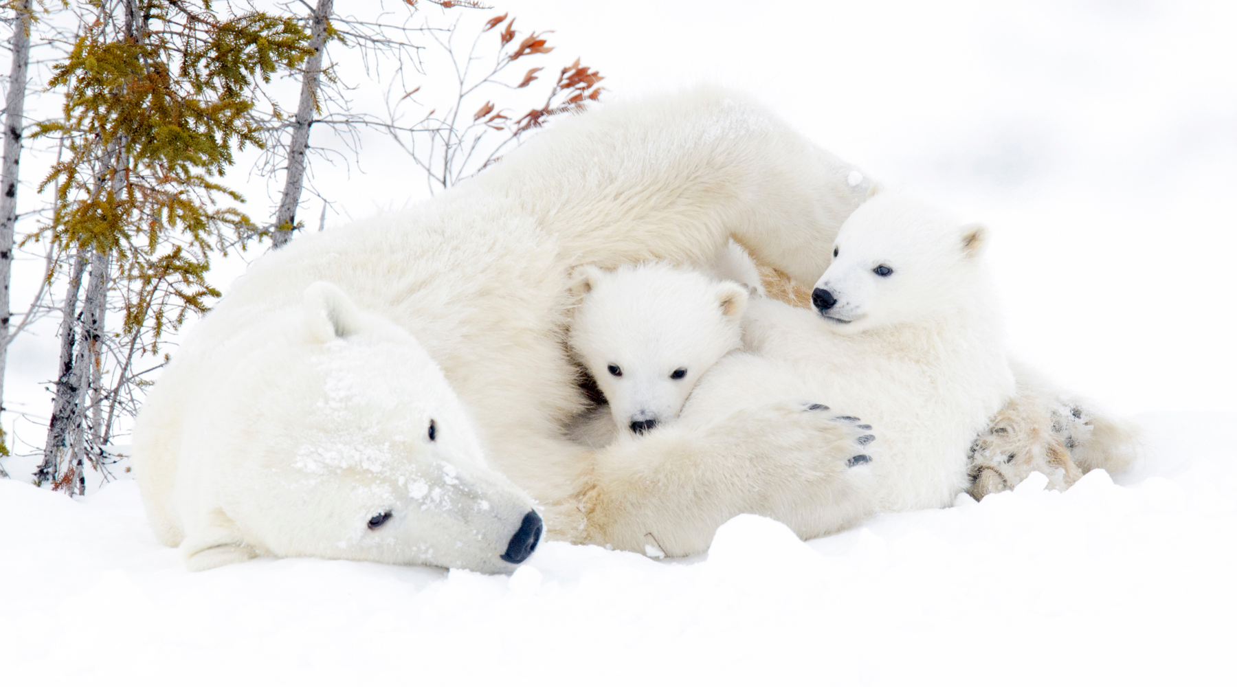 Polar bear with cubs on the snow