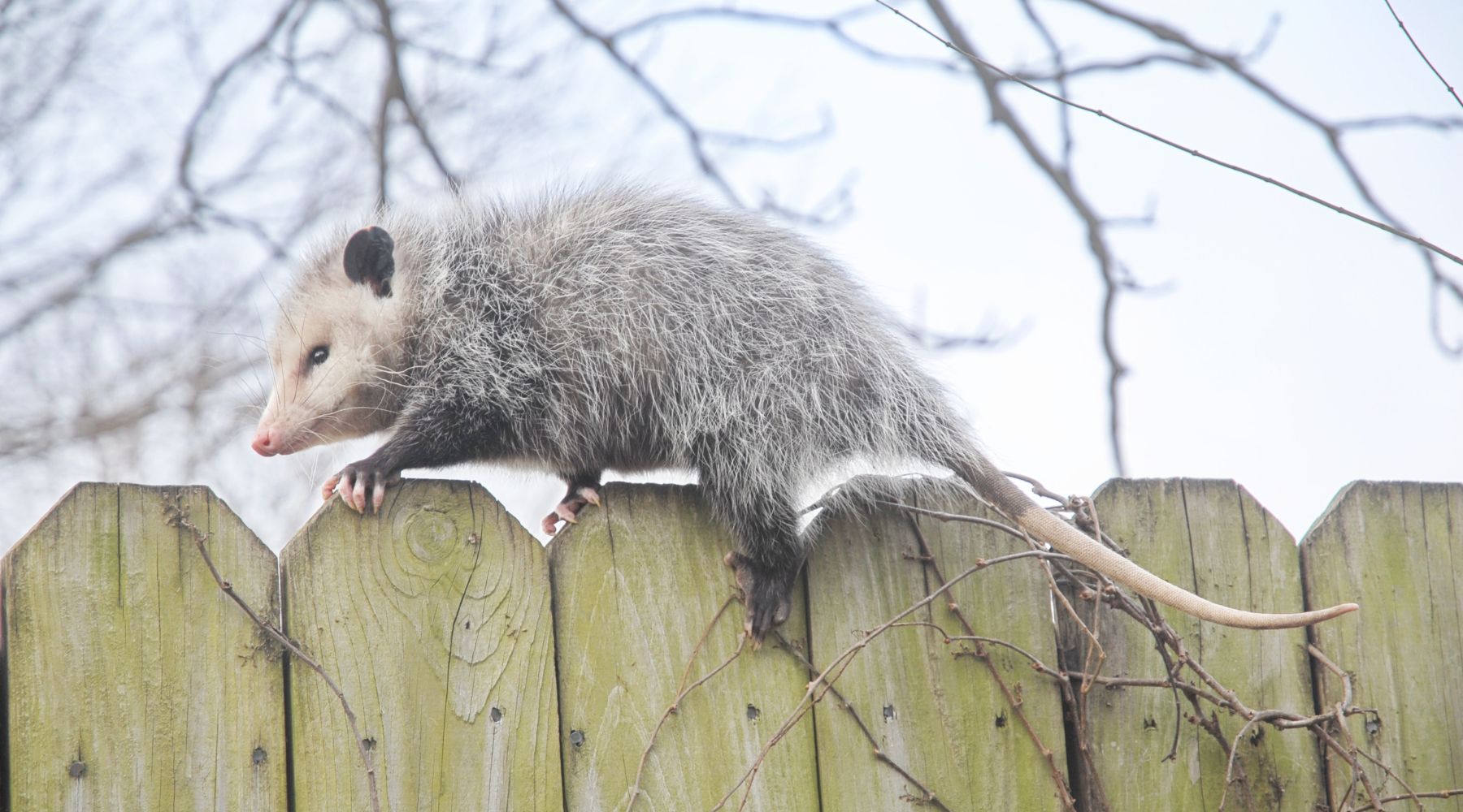 Fascinating Facts about Opossums