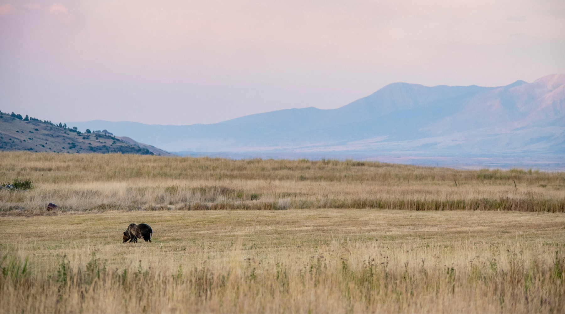 Wildlife at Montana