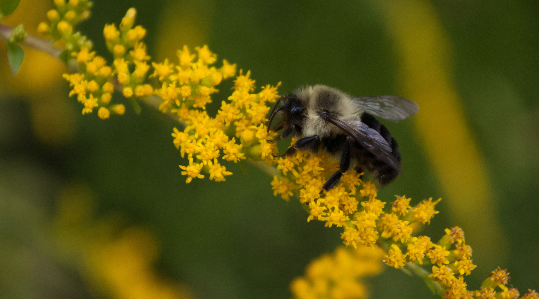 Bee on yellow flowers