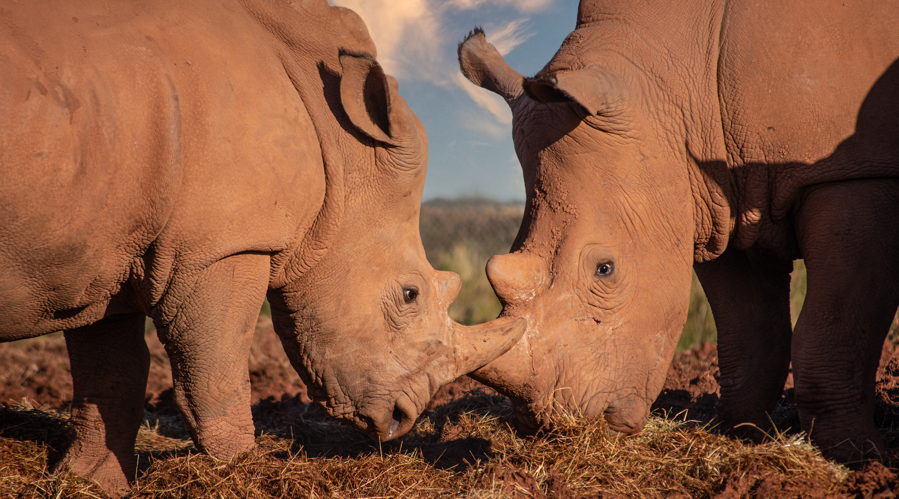 Two rhinos playfully locking horns in a sunlit field, showcasing their social interaction. Rhino versus hippo comparisons often emphasize their distinctive behaviors.