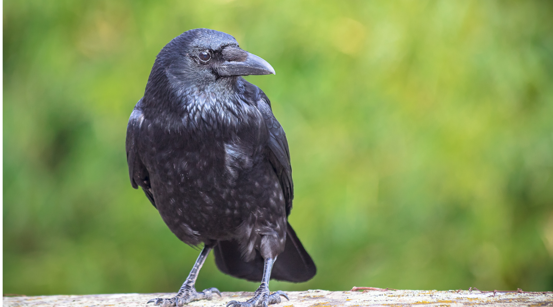 Close-up of a black crow perched on a wooden branch with a blurred green background, highlighting details to explore crow vs raven differences.