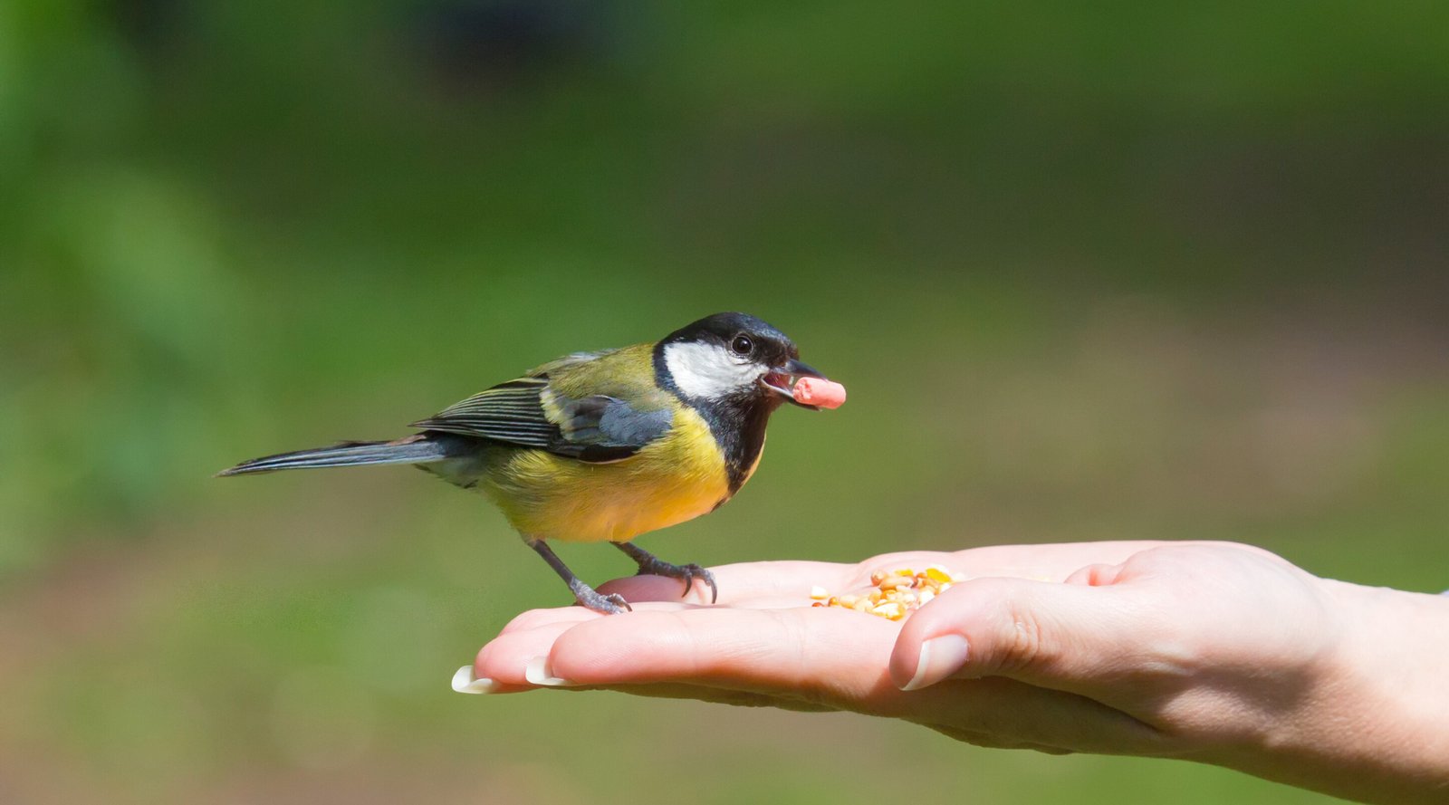 Homemade Bird Seed: Easy, Affordable & Bird-Approved Mixes | BeCause Tees