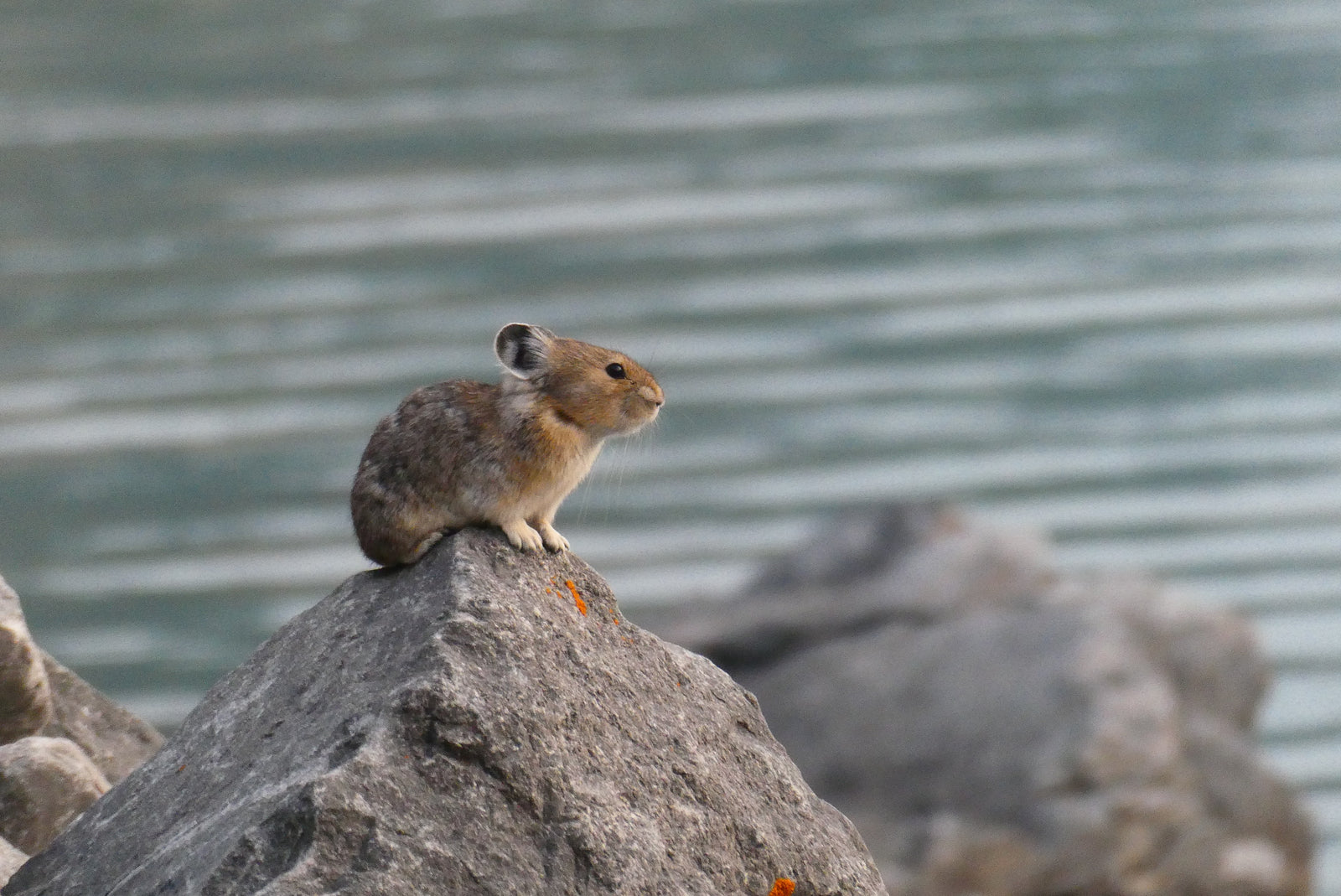 American pika