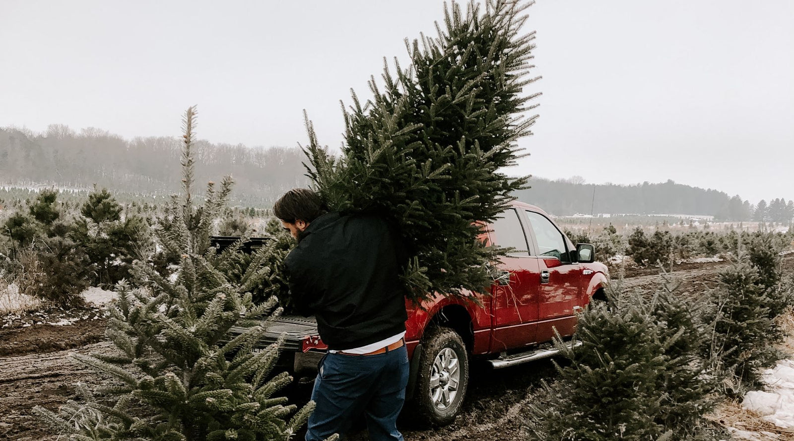 Are real Christmas trees bad for the environment?