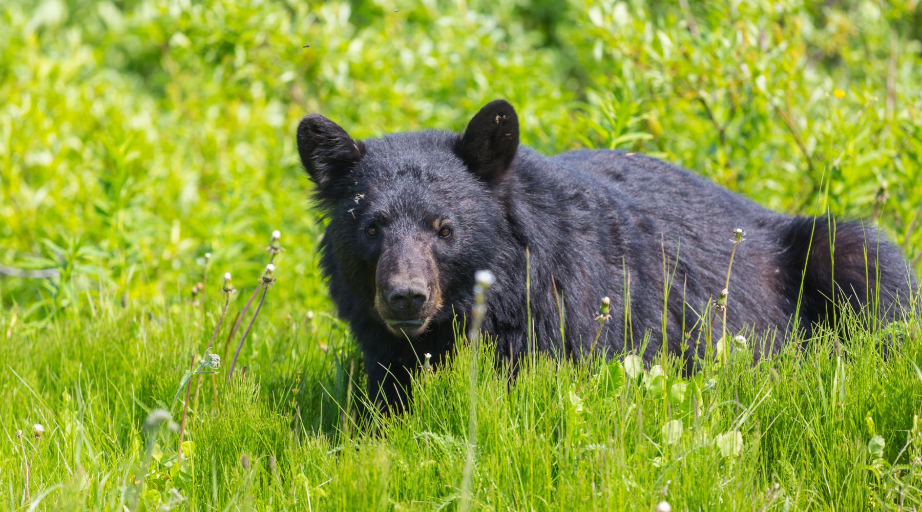 Black bear lying on grass